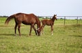 Image of a horse mare and foal playing and grazing on green meadow Royalty Free Stock Photo