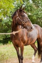 Horse full body shot Royalty Free Stock Photo