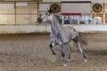 Horse runs on the training area