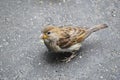 Houme sparrows in summer inaugust Royalty Free Stock Photo