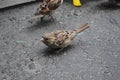 Houme sparrows in summer inaugust Royalty Free Stock Photo