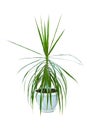 Image houseplant dracaena palm in a pot