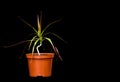 Houseplant dracaena in a pot on a black background