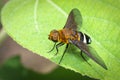 Image of hoverfly on green leaf. Insect. Animal Royalty Free Stock Photo