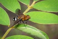 Image of hoverfly on green leaf. Insect. Animal Royalty Free Stock Photo