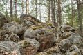 Image of huge, grey stones in the forest.