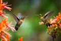 Image of hummingbird in flight feeding on flower nectar on natural background. Birds. illustration, generative AI Royalty Free Stock Photo