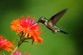 Image of hummingbird in flight feeding on flower nectar on natural background. Birds. illustration, generative AI Royalty Free Stock Photo