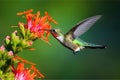 Image of hummingbird in flight feeding on flower nectar on natural background. Birds. illustration, generative AI Royalty Free Stock Photo