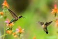 Image of hummingbird in flight feeding on flower nectar on natural background. Birds. illustration, generative AI Royalty Free Stock Photo