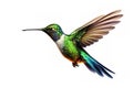 Image of a hummingbird with spread wings in flight on a white background. Wildlife. Bird. Illustration, Generative AI Royalty Free Stock Photo