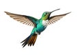 Image of a hummingbird with spread wings in flight on a white background. Wildlife. Bird. Illustration, Generative AI Royalty Free Stock Photo