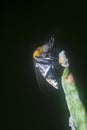 Hunch-back fly perching on the tips of the stem. Royalty Free Stock Photo