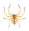 Image of Huntsman spider Olios sp. is a family of Sparassidae on white background. Insect. Animal Royalty Free Stock Photo