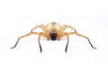 Image of Huntsman spider Olios sp. is a family of Sparassidae on white background. Insect. Animal Royalty Free Stock Photo