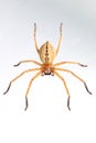 Image of Huntsman spider Olios sp. is a family of Sparassidae on white background. Insect. Animal Royalty Free Stock Photo
