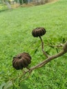 Hura crepitans fruit of the sandbox tree.