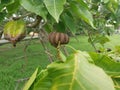 Hura crepitans fruit of the sandbox tree.