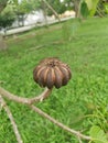 Hura crepitans fruit of the sandbox tree.