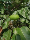 Hura crepitans fruit of the sandbox tree.