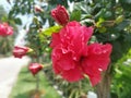 Image of hybrids hibiscus rosa-sinenis flower