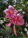 Image of hybrids hibiscus rosa-sinenis flower