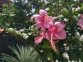 Image of hybrids hibiscus rosa-sinenis flower