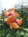 Image of hybrids hibiscus rosa-sinenis flower