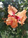 Image of hybrids hibiscus rosa-sinenis flower