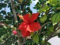 Image of hybrids hibiscus rosa-sinenis flower