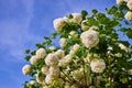 Hydrangeas hortensia flowers budding on branches under bright blue sky wispy clouds Royalty Free Stock Photo