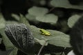 Tiny tree frog on a large leaf in woodland