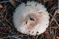 Image of a Hypholoma radicosum mushroom in the forest Royalty Free Stock Photo
