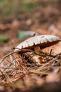 Image of a Hypholoma radicosum mushroom in the forest Royalty Free Stock Photo