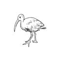 Image Of An Ibis In Black And White