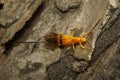 Image of Ichneumon wasp on the tree. insects. Royalty Free Stock Photo