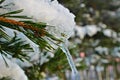 Icicle hanging off of pine tree