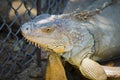 Image of a Iguana in the cage.