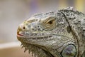 Image of an iguana head on nature background. Reptile. Animals