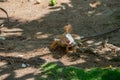 image of iguana lizard reptile. iguana lizard outdoor. iguana lizard outside. iguana lizard Royalty Free Stock Photo