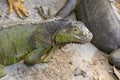 Image of a iguana on nature background.