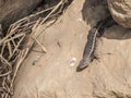 Image of an iguana among the rocks in an arid land