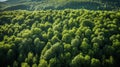 Evocative aerial view of a lush forest with dappled light and shadows offering ample negative space for copy or products