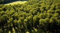 Evocative aerial view of a lush forest with dappled light and shadows offering ample negative space for copy or products