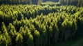 Evocative aerial view of a lush forest with dappled light and shadows offering ample negative space for copy or products