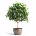 Lush Green Ficus Tree Thriving in a Sleek Modern Pot, isolated on white background