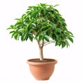 Lush Green Ficus Tree Thriving in a Sleek Modern Pot, isolated on white background