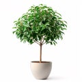 Lush Green Ficus Tree Thriving in a Sleek Modern Pot, isolated on white background