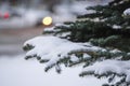 Image of a winter pinetree