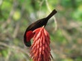 Male Scarlet-chested Sunbird Chalcomitra senegalensis IMG_1341, captured in Kruger National Park, South Africa on 30.08.19